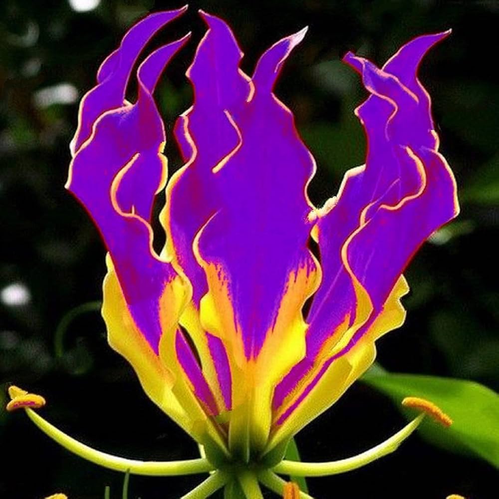 Gloriosa lily gloriosa superba samen for anpflanzung in blume bed