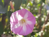 Ackerwinde blume samen for anpflanzung long bloom season heirloom & gmo free samen for home garten 
 
 sale samen for home garten anpflanzung