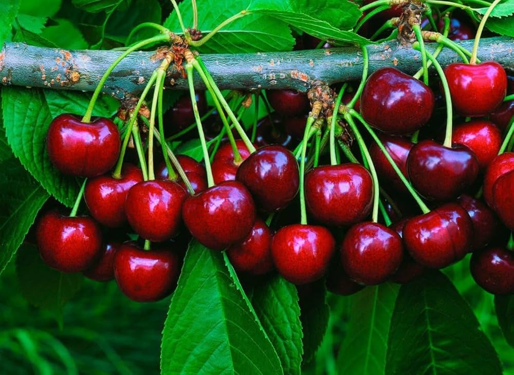 Kirsche Frucht Samen für einfaches Anpflanzen