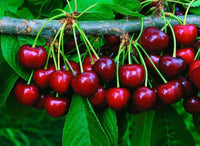 Kirsche Frucht Samen für einfaches Anpflanzen