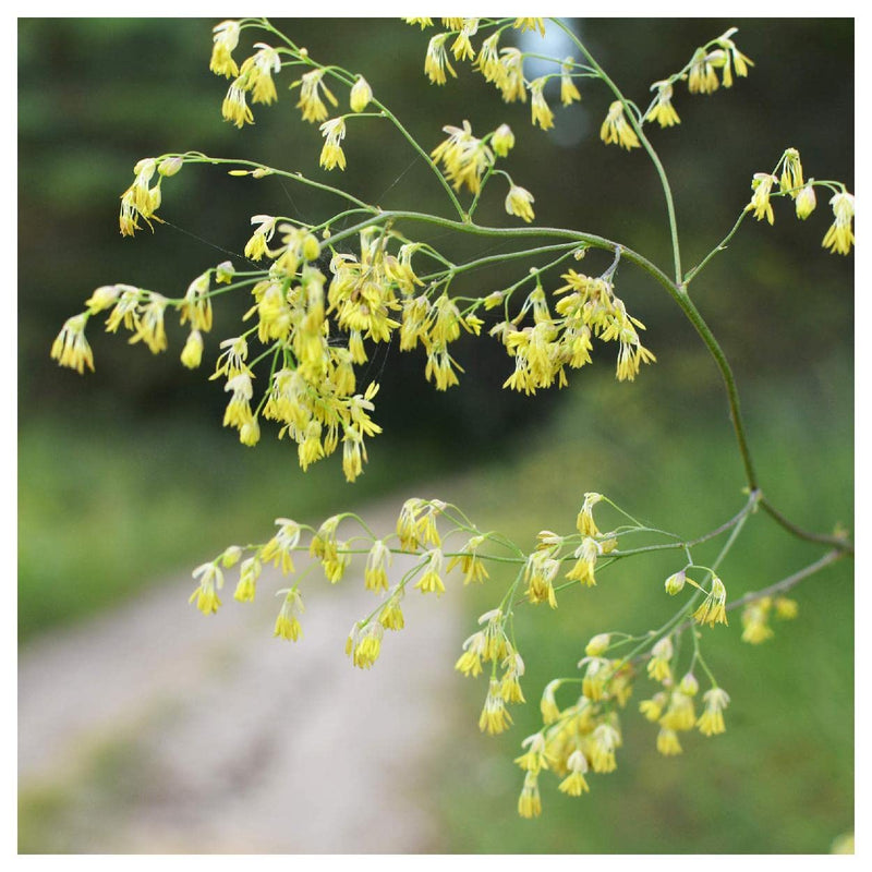 Lila meadow rue thalictrum dioicum samen for anpflanzung in wildflower garten