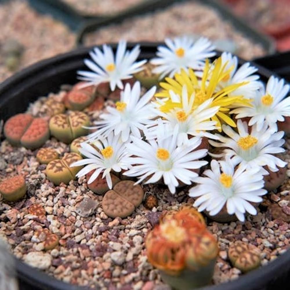 Lithops Samen – Tetragonia Blau Stone Succulent Blumensamen