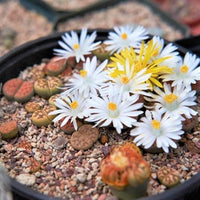Lithops Samen – Tetragonia Blau Stone Succulent Blumensamen