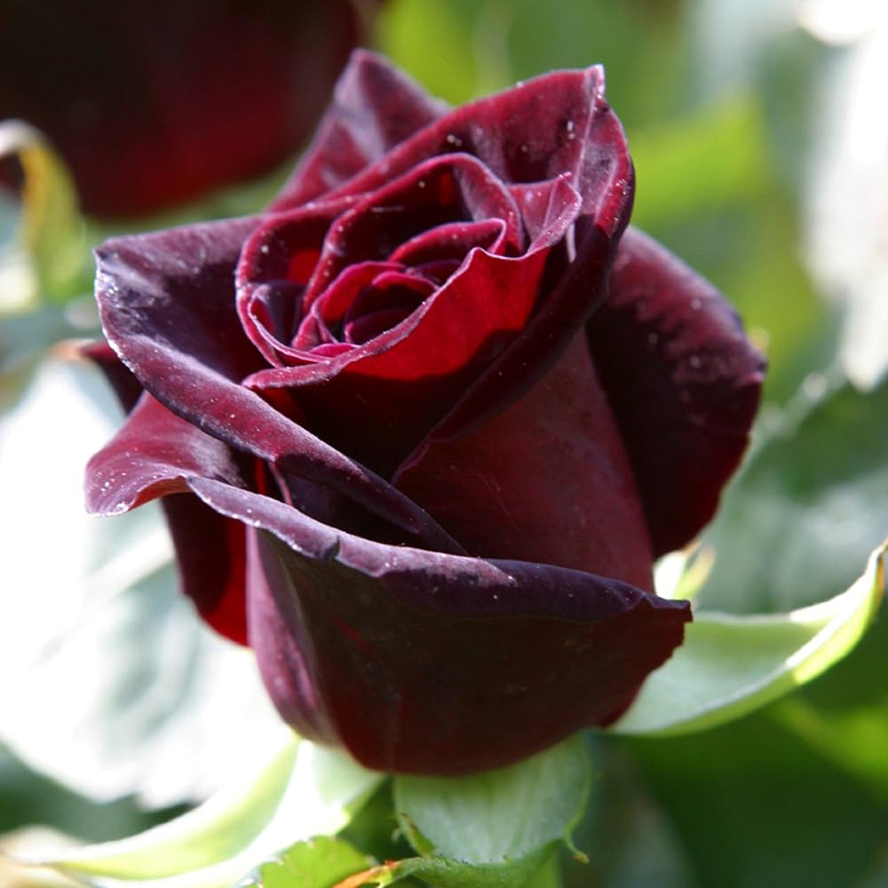 Rose Schwarz Baccara Rosa spp Blumensamen zur Aussaat Garten und Blume Beet