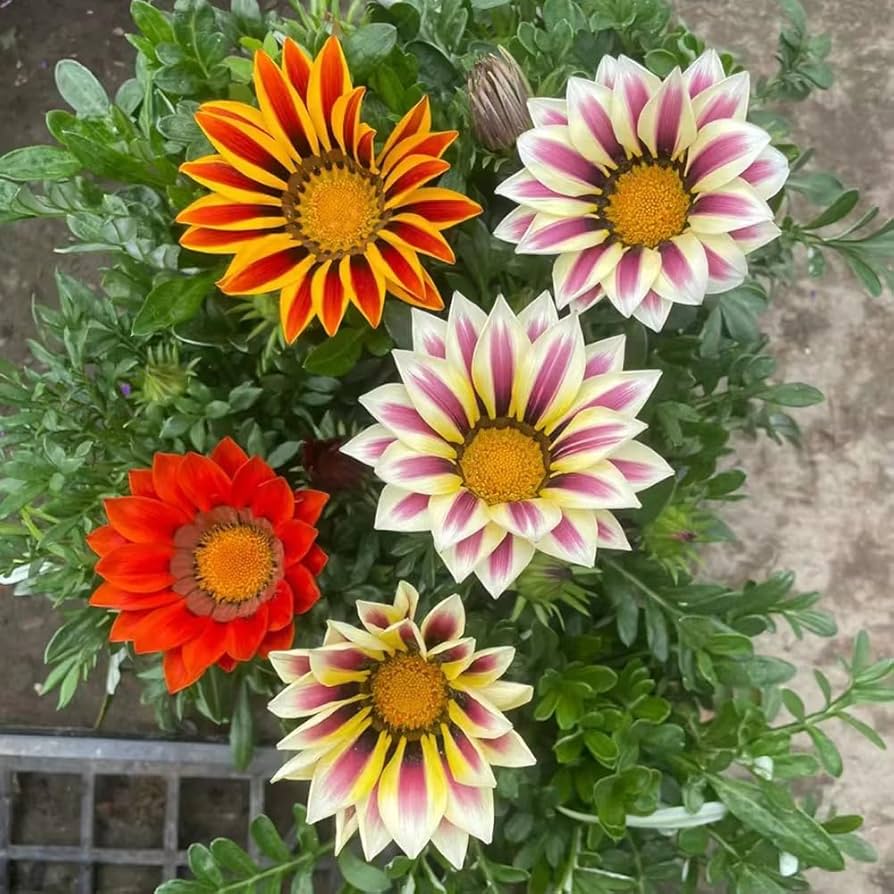 Gemischt Mittagsgold Blumensamen zur Aussaat – robust Sorte – Traditionssorte & ohne Gentechnik Samen Hausgarten