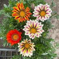 Gemischt Mittagsgold Blumensamen zur Aussaat – robust Sorte – Traditionssorte & ohne Gentechnik Samen Hausgarten