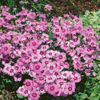 Dianthus x allwoodi alpinus perennial blume samen