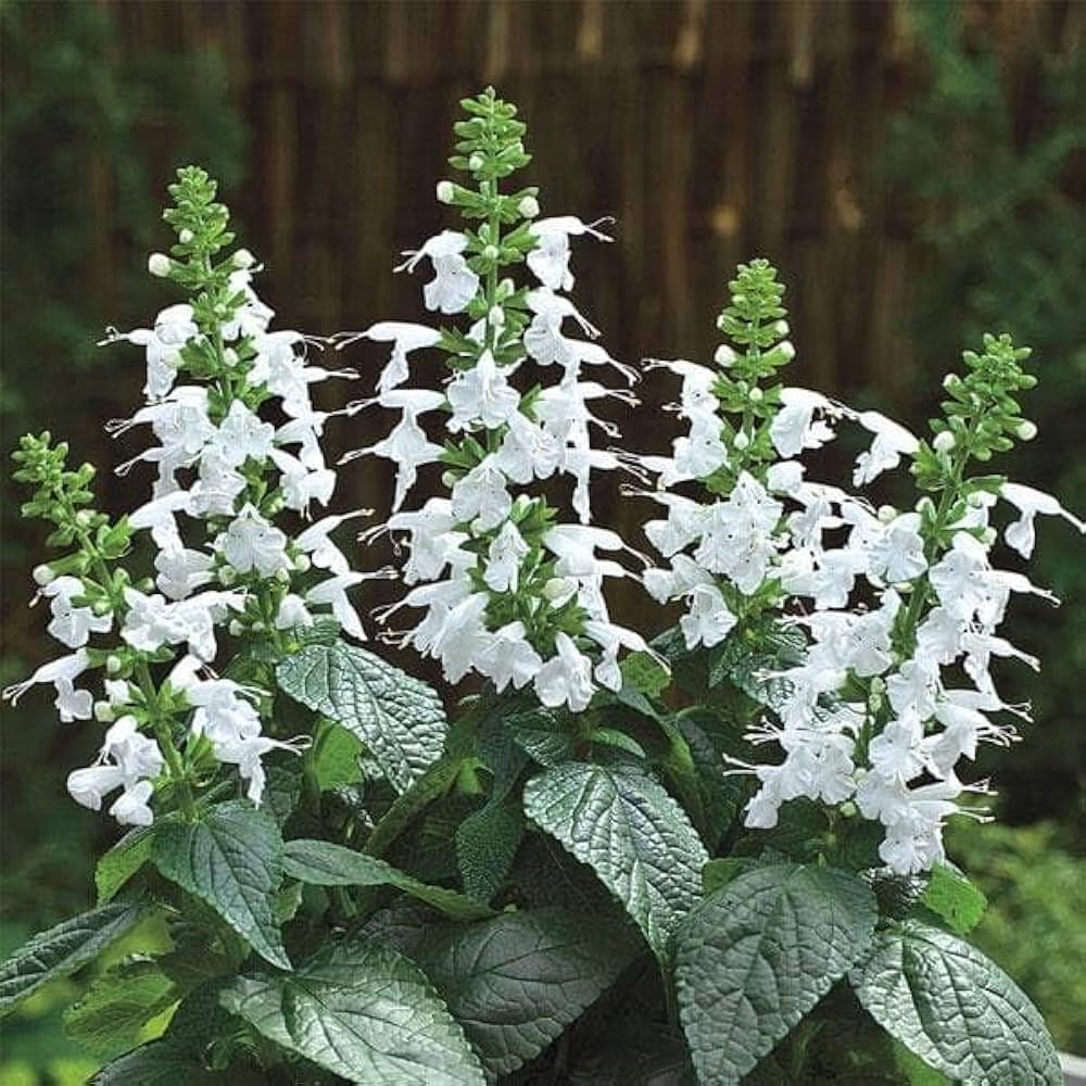 Weiß Sage Blumensamen zur Aussaat duftend Blüten Traditionssorte & ohne Gentechnik Samen Hausgarten