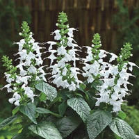 Weiß Sage Blumensamen zur Aussaat duftend Blüten Traditionssorte & ohne Gentechnik Samen Hausgarten