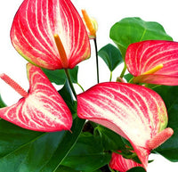 Rot Weiß Flamingoblume Blumensamen zur Aussaat Anzucht Traditionssorte & ohne Gentechnik Samen Hausgarten