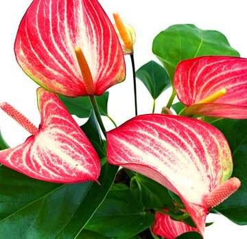 Rot Weiß Flamingoblume Blumensamen zur Aussaat Anzucht Traditionssorte & ohne Gentechnik Samen Hausgarten