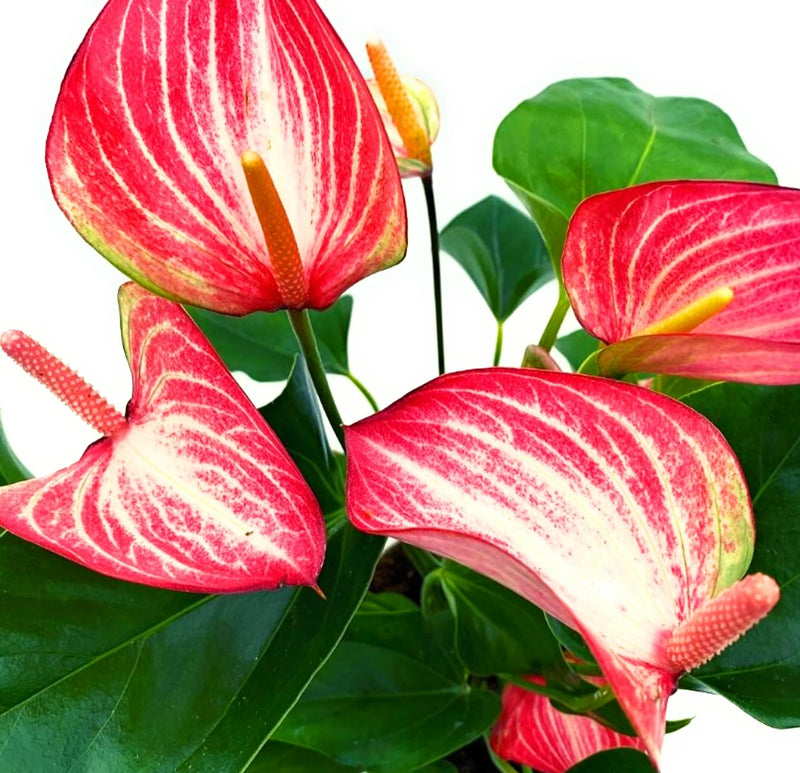 Rot Weiß Flamingoblume Blumensamen zur Aussaat Anzucht Traditionssorte & ohne Gentechnik Samen Hausgarten
