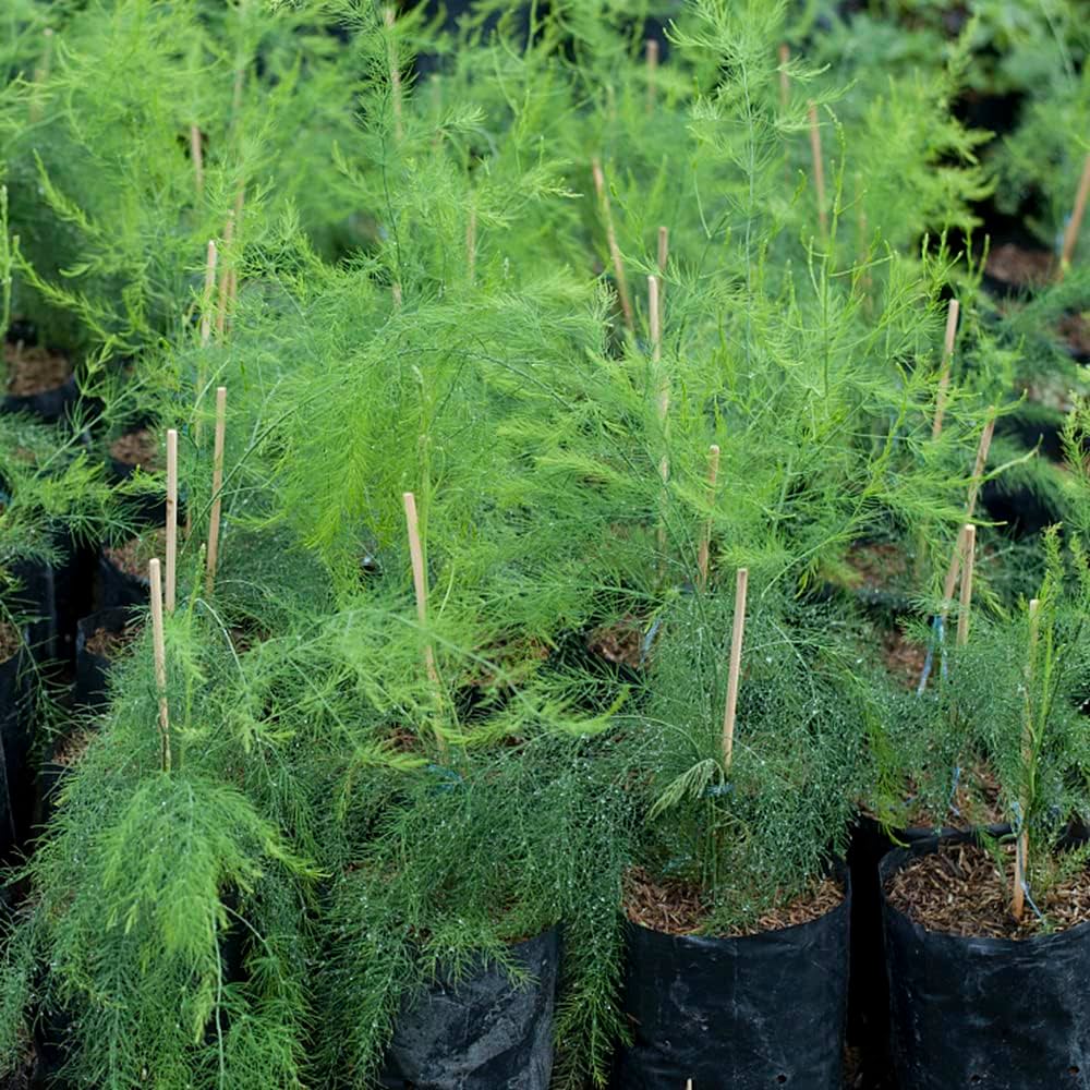kaufen brown dill grain pflanze pflanzung samen Stück, 100 Stück