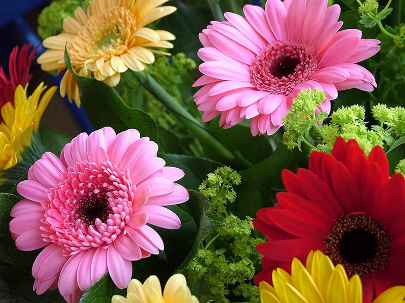 African daisy osteospermum spp for anpflanzung in blume bed