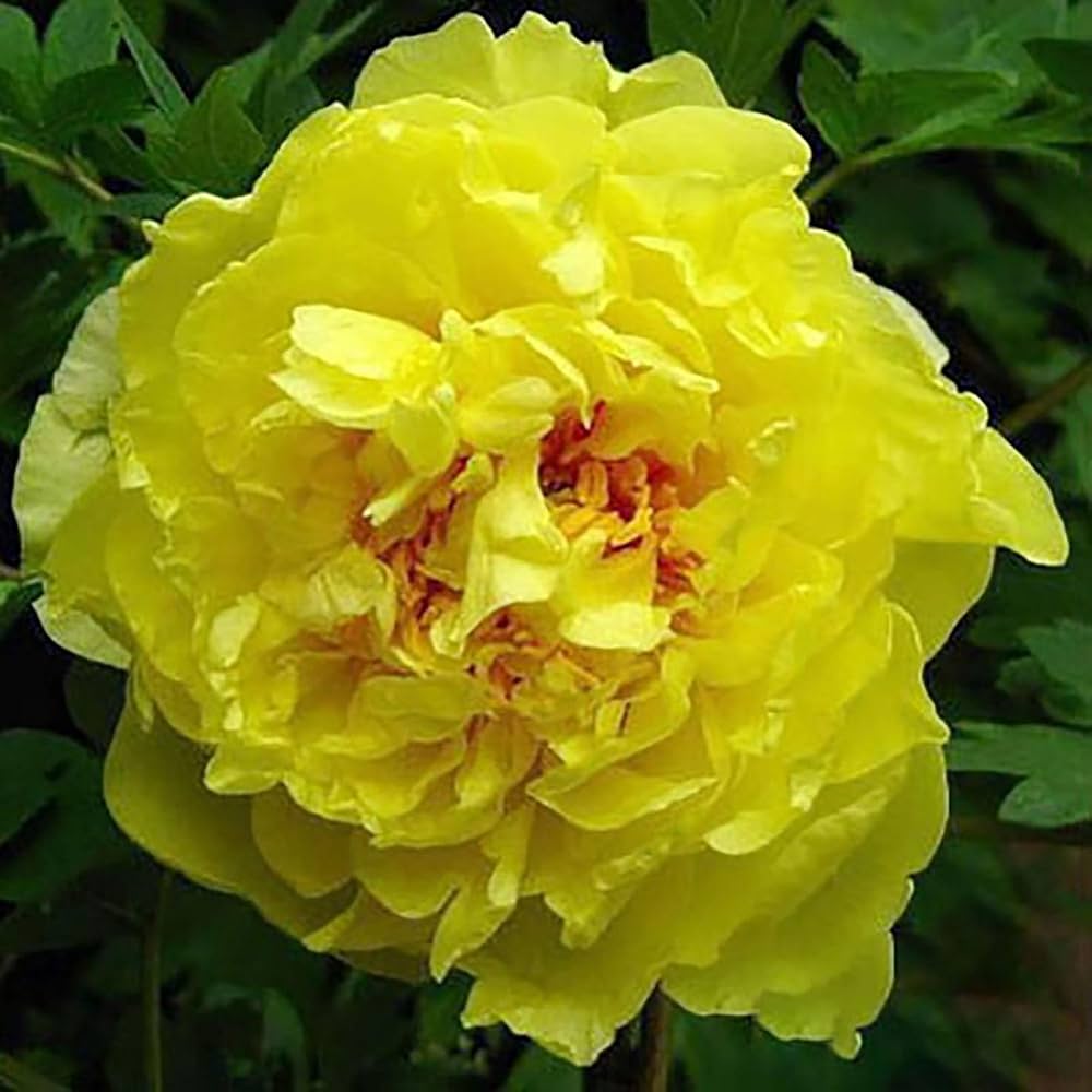Pfingstrose Paeonia officinalis Samen zur Aussaat Blume Beet und Urban Garten