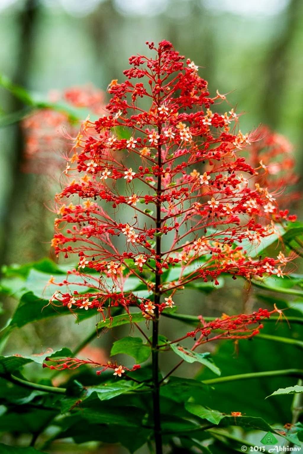 Rot Pagoda Blumensamen zur Aussaat – saisonal Dauerblüher – Traditionssorte & ohne Gentechnik Samen Hausgarten