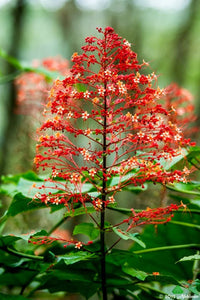 Rot Pagoda Blumensamen zur Aussaat – saisonal Dauerblüher – Traditionssorte & ohne Gentechnik Samen Hausgarten