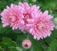 Gelb Rosa Chrysantheme Blumensamen zur Aussaat Schnitt Blume beliebt Traditionssorte & ohne Gentechnik Samen Hausgarten