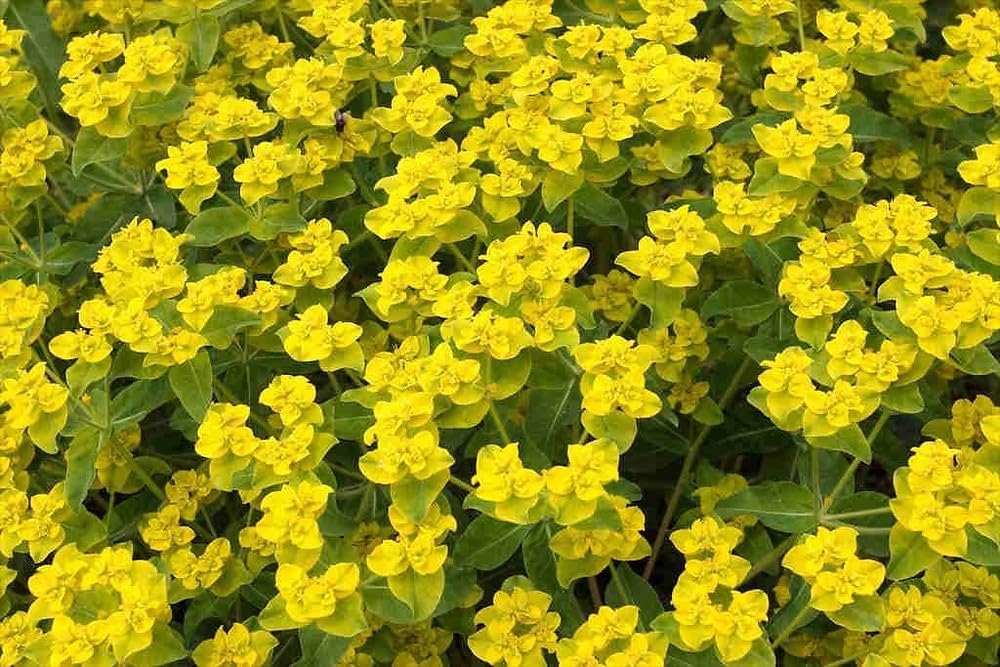 Euphorbia lathyris blume samen for anpflanzung - sun loving, heirloom & gmo free samen for home garten
 
 sale samen for anpflanzung in home garten