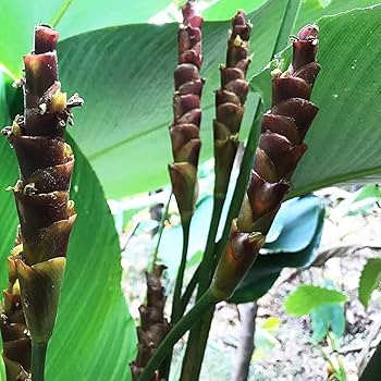 Braun calathea lutea blume samen for anpflanzung - drought tolerant, heirloom & gmo free samen for home garten
 
 sale samen for home garten
