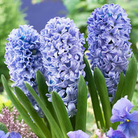 Hyacinths blume samen for anpflanzung compact growth heirloom & gmo free samen for home garten 
 
 sale samen for home garten anpflanzung