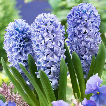 Hyacinths blume samen for anpflanzung compact growth heirloom & gmo free samen for home garten 
 
 sale samen for home garten anpflanzung