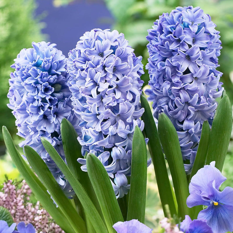 Hyacinths blume samen for anpflanzung compact growth heirloom & gmo free samen for home garten 
 
 sale samen for home garten anpflanzung