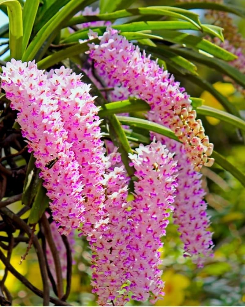 Rhynchostylis Blumensamen zur Aussaat Wildblume Mischung Traditionssorte & ohne Gentechnik Samen Hausgarten