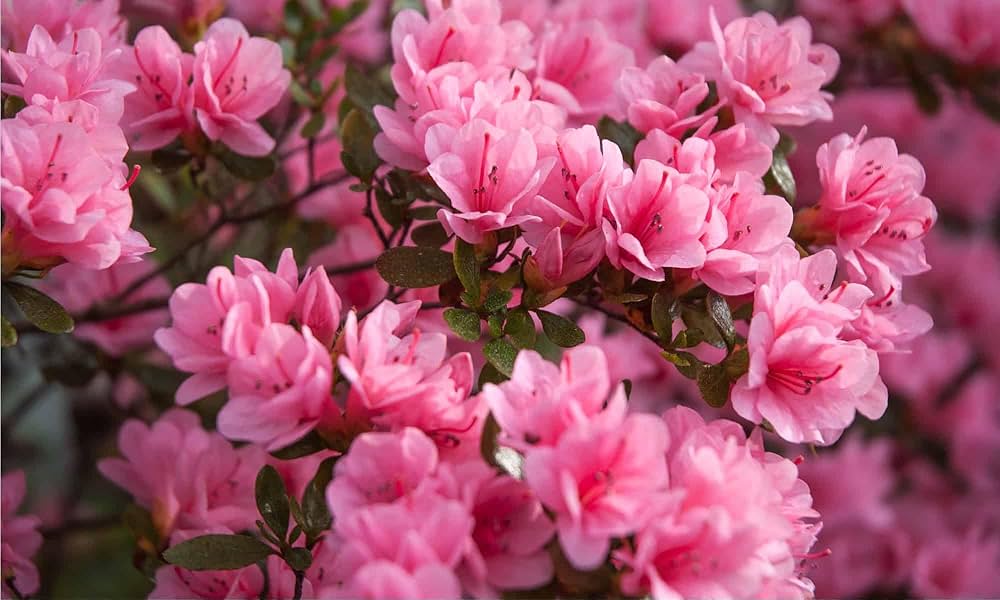 Rosa Grün Azalee Blumensamen zur Aussaat Schnitt Blume beliebt Traditionssorte & ohne Gentechnik Samen Hausgarten