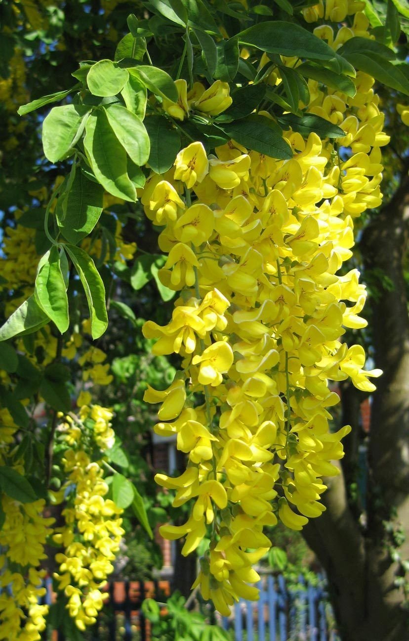 Golden Chain Blumensamen zur Aussaat – sonnenliebend – Traditionssorte & ohne Gentechnik Samen Hausgarten