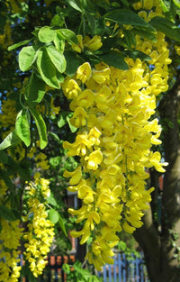 Golden Chain Blumensamen zur Aussaat – sonnenliebend – Traditionssorte & ohne Gentechnik Samen Hausgarten