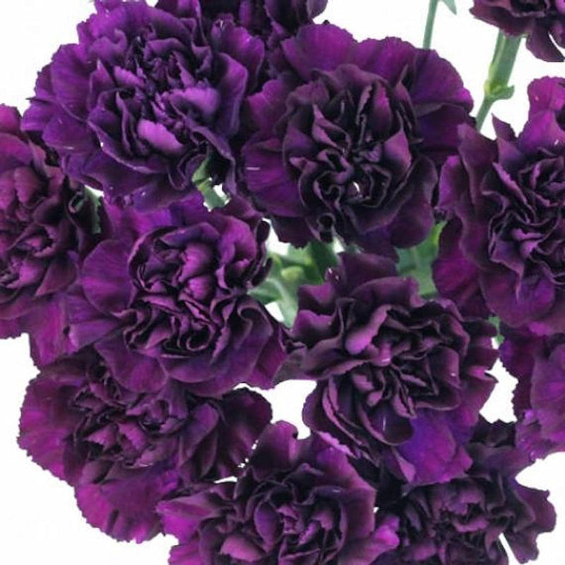 Deep lila carnation blume samen for anpflanzung - garten favorite, heirloom & gmo free samen for home garten
 
 sale for anpflanzung in home garten