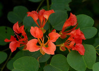 Bauhinia Galpinii Samen zur Aussaat Blume Beet