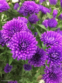 tief Lila Chrysantheme Blumensamen zur Aussaat – Bestäuber freundlich – Traditionssorte & ohne Gentechnik Samen Hausgarten