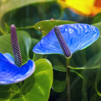 Blau Flamingoblume zur Aussaat robust Sorte Traditionssorte & ohne Gentechnik Samen Hausgarten