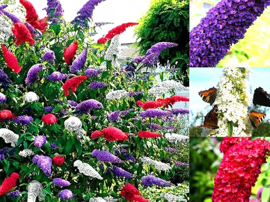 Mischung Sommerflieder Schmetterling Strauch Blumensamen zur Aussaat – Anzucht – Traditionssorte & ohne Gentechnik Samen Hausgarten
