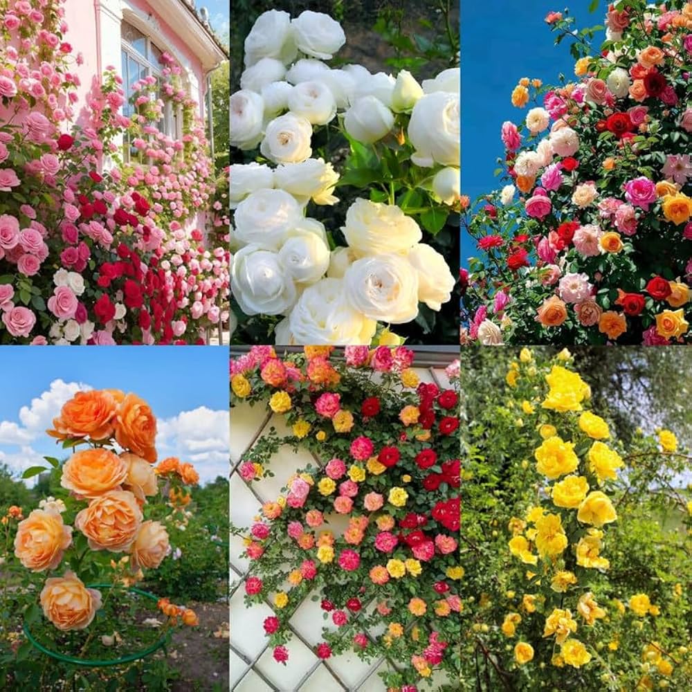 Gemischt Hausgarten Rose Blumensamen zur Aussaat duftend Blüten Traditionssorte & ohne Gentechnik Samen Hausgarten