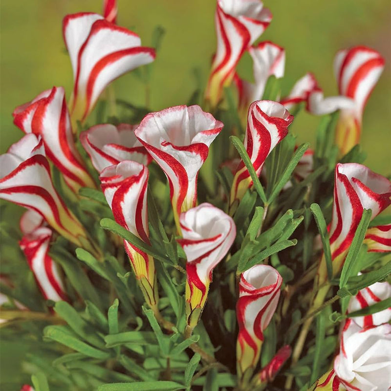 Sauerklee Versicolor Blumensamen zur Aussaat leuchtend Traditionssorte & ohne Gentechnik Samen Hausgarten