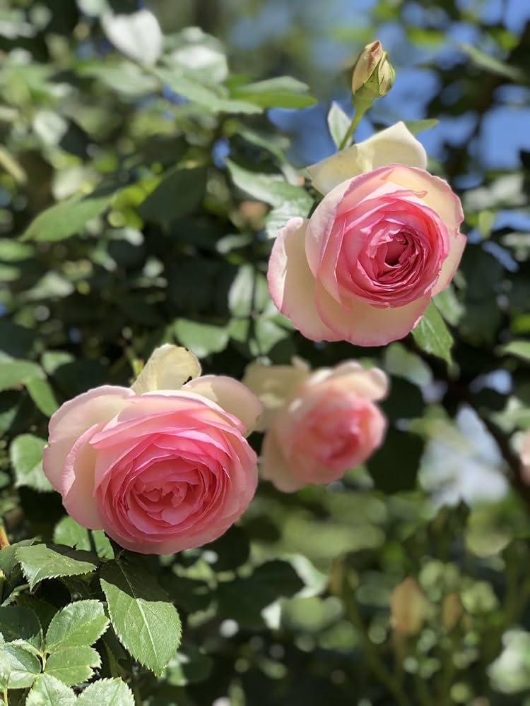 Semi di rosa rosa crema da seminare, fioritura prolungata, varietà tradizionale e senza OGM, semi per giardino domestico