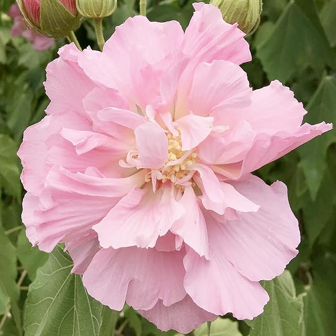 Hibiskus Mutabilis Confederate Rose Samen