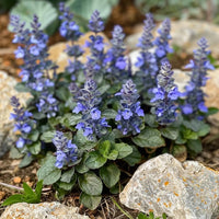 Ajuga Reptans Blumensamen zur Aussaat – lang Blüte Saison – Traditionssorte & ohne Gentechnik Samen Hausgarten