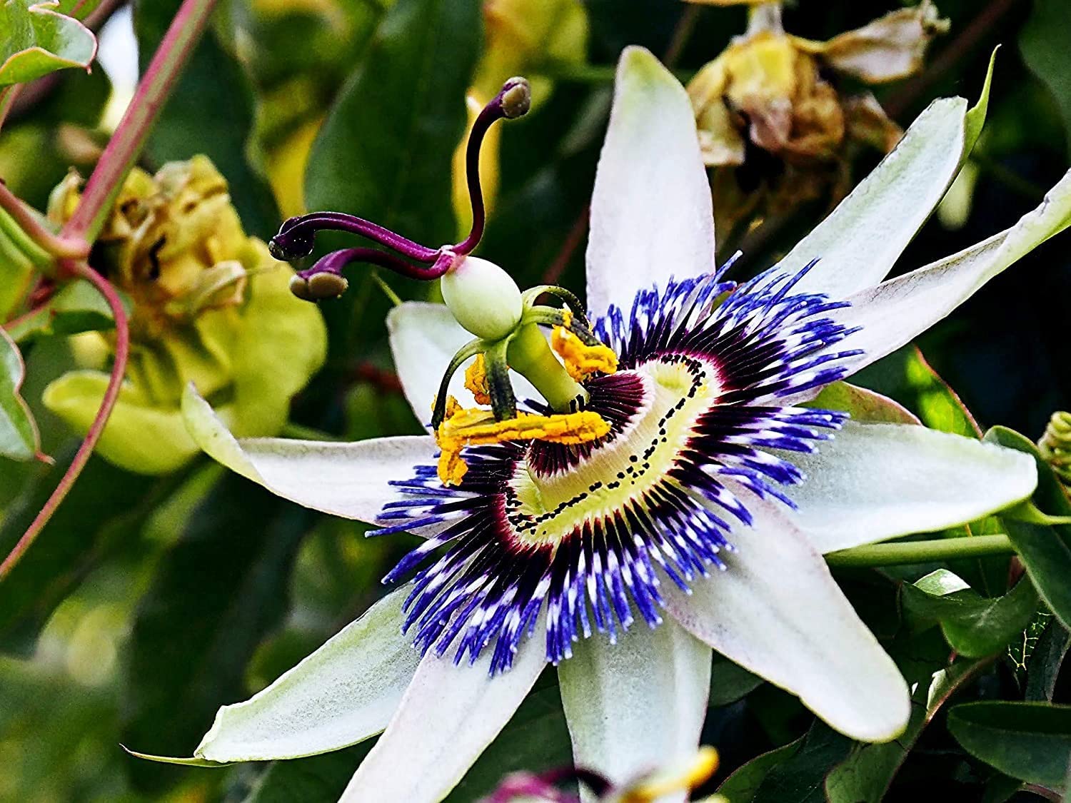 Passion Blumensamen exotisch Vines Intricate Blüten