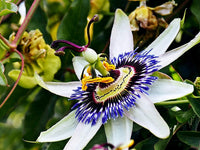 Passion Blumensamen exotisch Vines Intricate Blüten