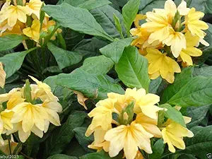 Crossandra gelb splash firecracker blume samen for vibrant blooms