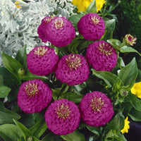 Lila Gelb Zinnie Blumensamen zur Aussaat lang Blüte Saison Traditionssorte & ohne Gentechnik Samen Hausgarten