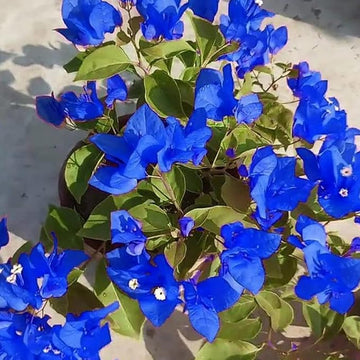 Blau bougainvillea blume samen for anpflanzung - sun loving, heirloom & gmo free samen for home garten
 
 sale for anpflanzung in home garten