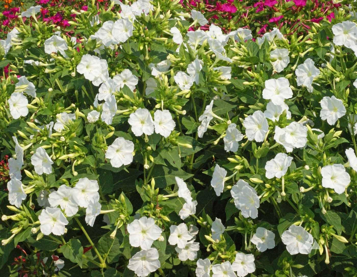 Weiß (weiß mirabilis) samen for anpflanzung in home garten
