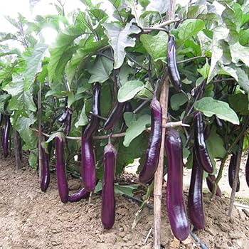 Violett Brinjal Gemüse Samen zum Pflanzen
