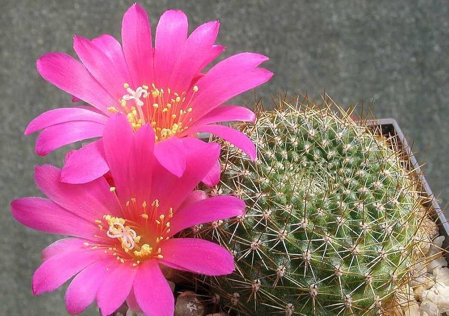Rosa Rebutia Violaciflora Blumensamen zur Aussaat – Landhaus Garten wichtig – Traditionssorte & ohne Gentechnik Samen Hausgarten
