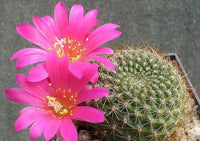 Rosa Rebutia Violaciflora Blumensamen zur Aussaat – Landhaus Garten wichtig – Traditionssorte & ohne Gentechnik Samen Hausgarten